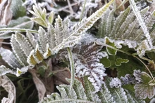 Tuyên Quang: Sương muối bao phủ cao nguyên đá, nhiều xã xuất hiện băng giá