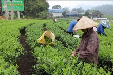 Thực hiện hiệu quả các chính sách cho vùng đồng bào dân tộc thiểu số và miền núi