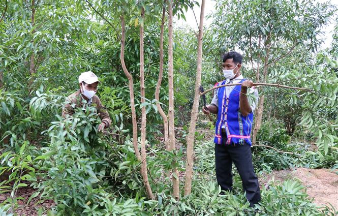 Trưởng thôn Yôh (bên phải) chăm sóc rẫy bời lời gần 3ha mới chuyển đổi từ diện tích sắn kém hiệu quả. Ảnh: Hồng Điệp - TTXVN