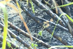 Gia Lai cảnh báo tình trạng cháy mía vào mùa khô