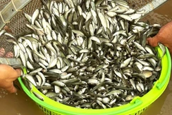Rộn ràng mùa cá linh non nơi đầu nguồn châu thổ Cửu Long