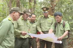 Giữ rừng hiệu quả từ gốc