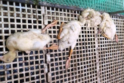 Quảng Ngãi tiêu hủy đàn vịt nhiễm cúm A H5N1