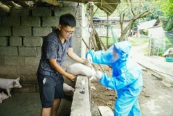 Ngành chăn nuôi Cao Bằng lao đao vì dịch tả lợn châu Phi