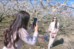 Sắc trắng trên cao nguyên Mộc Châu