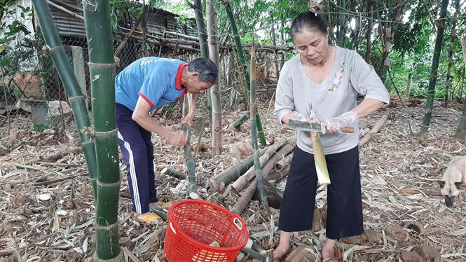 Thu hoạch nguyên liệu sản xuất sản phẩm OCOP 3 sao Măng giòn Vân Long ở thôn Kop, xã Kon Gang, huyện Đăk Đoa, tỉnh Gia Lai. Ảnh: Hoài Nam - TTXVN Nâng cao chất lượng sản phẩm đặc trưng Tây Nguyên ảnh 1