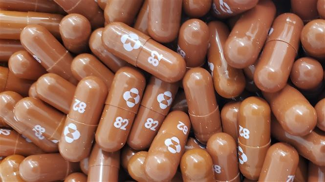 Thuốc viên Molnupiravir do hãng Merck & Co. bào chế để điều trị cho bệnh nhân COVID-19. Ảnh: AFP/TTXVN Việt Nam thí điểm điều trị có kiểm soát thuốc molnupiravir cho các trường hợp mắc COVID-19 thể nhẹ ảnh 1