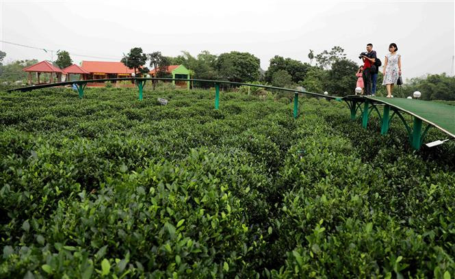 Đến với xã Tân Cương, Thái Nguyên, du khách có thể đi dạo trên cây cầu nổi giữa nương chè xanh biếc, đội nón, đeo gùi đi hái chè cùng người dân bản địa. Ảnh: Thanh Tùng - TTXVN Thái Nguyên phấn đấu trở thành trung tâm du lịch vùng trung du và miền núi Đông Bắc ảnh 2