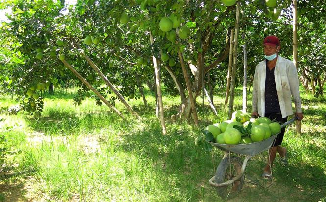 Nông dân thu hoạch bưởi cốm. Ảnh: Tường Vi - TTXVN Phát triển thương hiệu đặc sản bưởi cốm ảnh 3