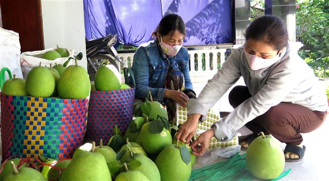Bưởi cốm Hương Thọ là sản phẩm OCOP đạt hạng 3 sao cấp tỉnh. Ảnh: Tường Vi - TTXVN Phát triển thương hiệu đặc sản bưởi cốm ảnh 4