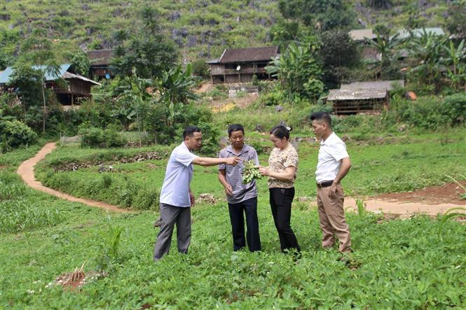 Cán bộ khuyến nông huyện Hà Quảng, tỉnh Cao Bằng hướng dẫn người dân xóm Lũng Mần, xã Sóc Hà kĩ thuật trồng cây lạc đỏ để phát triển kinh tế gia đình. Ảnh: TTXVN Cao Bằng tạo sinh kế giúp hộ nghèo vươn lên ảnh 2