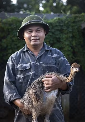 Nuôi đà điểu - hướng đi mới cho hiệu quả kinh tế cao ở Hòa Bình ảnh 6