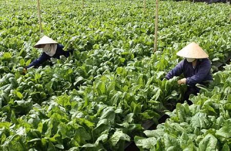 Ứng dụng khoa học trong chuyên canh rau an toàn ảnh 1