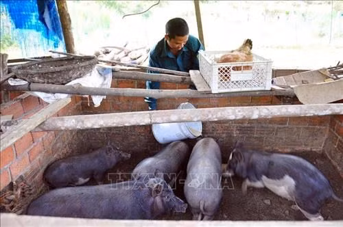 Chăn nuôi kết hợp sản xuất nông nghiệp sạch - mô hình phát triển kinh tế bền vững ở Quảng Nam ảnh 1