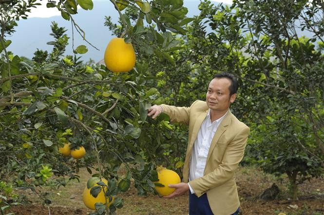 Nhiều hộ đồng bào dân tộc Mường ở huyện Thạch Thất chuyển đổi sang trồng bưởi cho thu nhập cao. Ảnh: Mạnh Khánh-TTXVN Xuân no ấm về trên xứ Mường ảnh 2