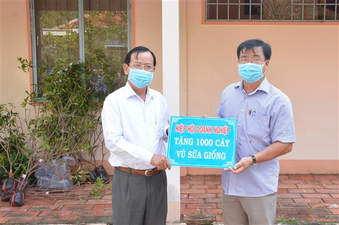 Chủ tịch Hiệp hội Doanh nghiệp tỉnh Cà Mau Lê Hoàng Phước (trái) đại diện trao bảng tượng trưng 1.000 cây vú sữa giống tặng UBND xã Trí Lực, huyện Thới Bình. Ảnh: Huỳnh Anh - TTXVN Tạo môi trường xanh - sạch nơi quê hương “cây vú sữa miền Nam” được gửi tặng Bác ảnh 1