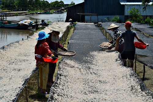 Người dân xã Tân Hải, huyện Phú Tân (Cà Mau) tích cực sản xuất để giảm nghèo. Ảnh : baocamau.com.vn Trợ lực để nông dân Cà Mau vươn lên thoát nghèo ảnh 1