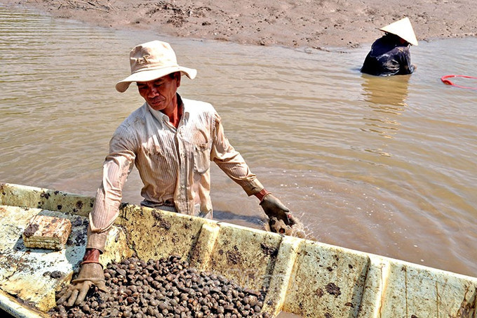 Nông dân ở huyện Phú Tân (Cà Mau) phấn khởi vì vụ sò huyết thắng lợi. Ảnh: baocamau.com.vn Trợ lực để nông dân Cà Mau vươn lên thoát nghèo ảnh 2
