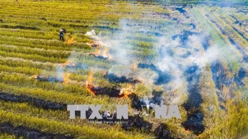 Đốt rơm rạ và các giải pháp thay thế tại Hà Nội ảnh 1