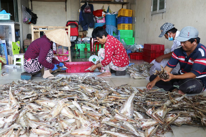 Phân loại các loại khô sau khi đạt yêu cầu về phơi nắng. Ảnh: Hữu Chí - TTXVN Làng nghề cá khô Vàm Láng nhộn nhịp sản xuất vụ Tết ảnh 3