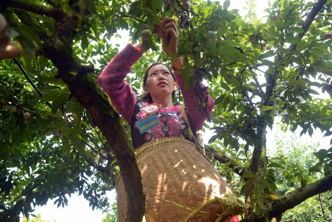 Sôi động Ngày hội hái quả mận hậu năm 2023 ảnh 6