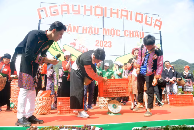 Sôi động Ngày hội hái quả mận hậu năm 2023 ảnh 8