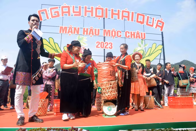 Sôi động Ngày hội hái quả mận hậu năm 2023 ảnh 1