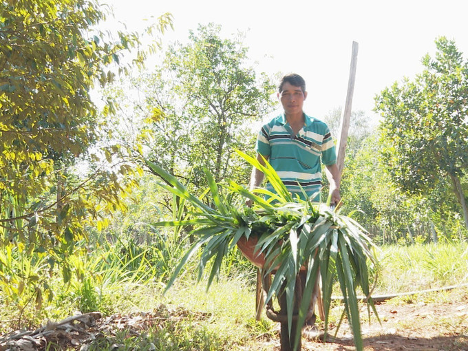 Hộ anh Điểu Đia sử dụng nguồn vốn trồng cỏ, chăn nuôi để phát triển kinh tế hộ gia đình. Ảnh: K GỬIH -TTXVN Quỹ hỗ trợ nông dân tạo động lực thoát nghèo ở vùng biên ảnh 1