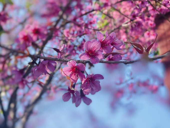 Bông hoa năm cánh mỏng manh làm "say" lòng du khách. Ảnh: Hoàng Tâm Hoa Tớ dày “say” lòng du khách ảnh 6