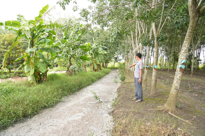 Mương nước thải có chiều dài hơn 100 mét dẫn từ trại chăn nuôi gần 1000 con lợn của ông Lê Trường Đức ngụ ấp Cẩm An, xã Cẩm Giang, huyện Gò Dầu, tỉnh Tây Ninh. Ảnh: Minh Phú - TTXVN Tây Ninh: Cần xử lý dứt điểm cơ sở chăn nuôi lợn gây ô nhiễm trong nhiều năm ảnh 1