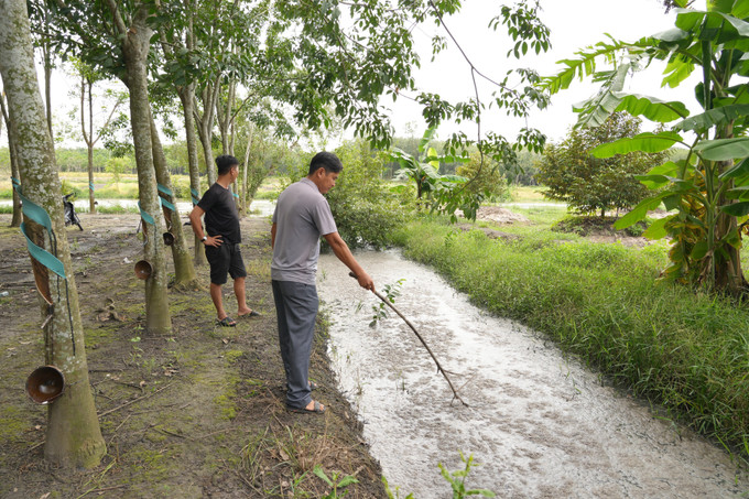 Mương nước xả thải từ trang trại chăn nuôi lợn xả thẳng ra rạch Bàu Nâu, thuộc ấp Cẩm An, xã Cẩm Giang, huyện Gò Dầu có mùi hôi thối, khó chịu gây bức xúc. Ảnh: Minh Phú - TTXVN Tây Ninh: Cần xử lý dứt điểm cơ sở chăn nuôi lợn gây ô nhiễm trong nhiều năm ảnh 2