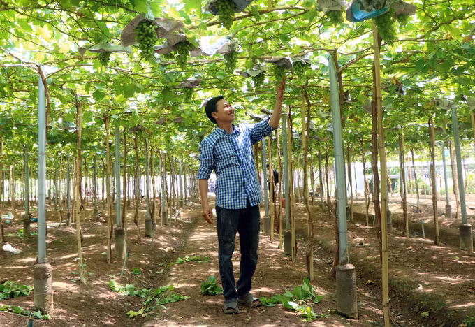 Ninh Thuận đầu tư phát triển nâng cao vị thế, giá trị của cây nho ảnh 4
