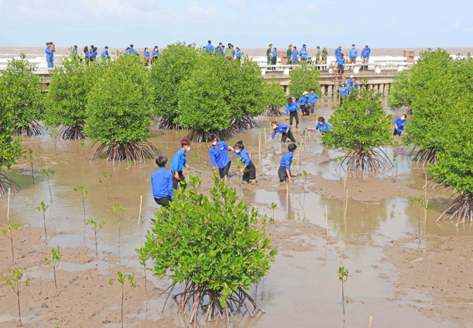 Ngay sau Lễ ra quân chiến dịch Thanh niên tình nguyện hè 2023, tất cả các đoàn viên, thanh niên cùng tham gia trồng rừng tại bãi bồi Vườn Quốc gia Mũi Cà Mau. Ảnh: Huỳnh Anh - TTXVN Phó Chủ tịch nước Võ Thị Ánh Xuân dự Lễ ra quân Chiến dịch Thanh niên tình nguyện hè năm 2023 ảnh 6