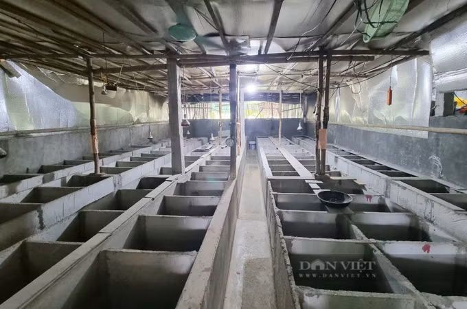 Ông Lê Trọng Lệ thu nhập 1 tỷ đồng/năm từ nuôi dúi ảnh 1