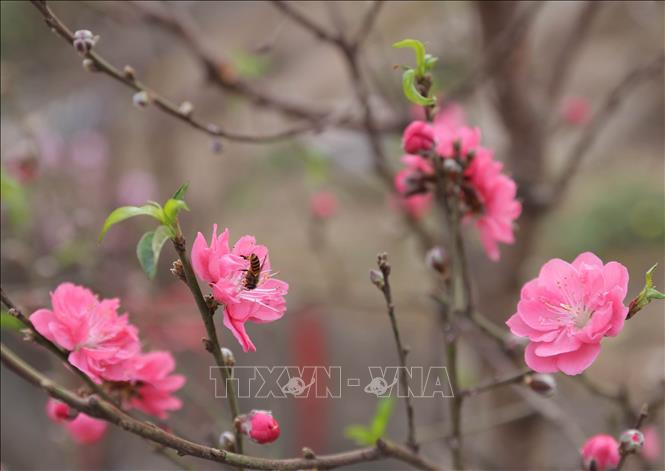 Đào Nhật Tân (Hà Nội), nổi tiếng bởi bông to, sắc thắm. Ảnh: TTXVN Muôn sắc hoa chào đón Xuân Tân Sửu ảnh 2