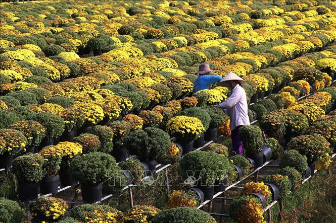 Cúc mâm xôi, vựa hoa lớn nhất cả nước tại Đồng Tháp. Ảnh: TTXVN Muôn sắc hoa chào đón Xuân Tân Sửu ảnh 4