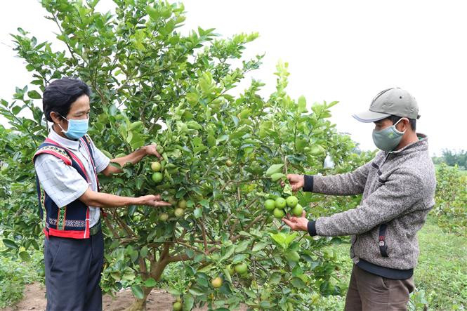 Nhờ có những chính sách dân tộc hỗ trợ hiệu quả, bà con đồng bào dân tộc thiểu số ở làng Mơ Hyen - Ôr, xã Kông Lơng Khơng, huyện Kbang (Gia Lai) đã đẩy mạnh phát triển kinh triển kinh tế giúp đời sống có những thay đổi tích cực. Ảnh: Hồng Điệp - TTXVN Đời sống đồng bào và an sinh xã hội các dân tộc thiểu số được bảo đảm từ các quyết sách lớn ảnh 7