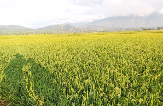 Phát triển thương hiệu gạo Séng Cù Mường Lò ảnh 1