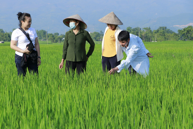Bà Phạm Thị Đông - Giám đốc Công ty TNHH Dịch vụ kỹ thuật Nông, Lâm, Thủy sản TND cùng các thành viên Hợp tác xã dịch vụ nông nghiệp An Sơn kiểm tra quá trình sinh trưởng của lúa séng cù Mường Lò. Ảnh: Việt Dũng - TTXVN Phát triển thương hiệu gạo Séng Cù Mường Lò ảnh 4