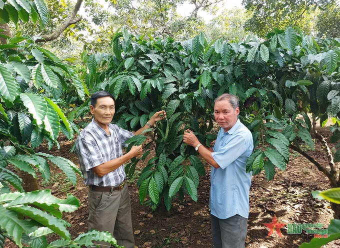 Cựu chiến binh góp phần phát triển kinh tế địa phương ảnh 1