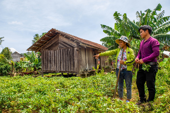 Người dân thôn Đăk Nê, xã Măng Cành, huyện Kon Plông (Kon Tum) phát triển mạnh cây đương quy. Ảnh: baokontum.com.vn Người Xê Đăng ở Kon Tum chung tay xây dựng nông thôn mới ảnh 1