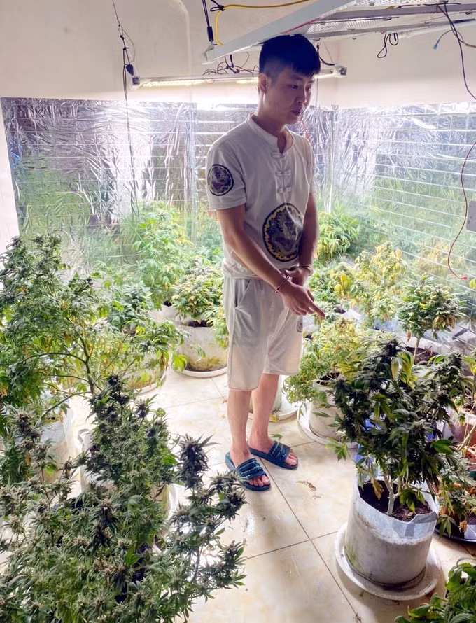 Bắt đối tượng bán cần sa tự trồng ở Quảng Ninh ảnh 1