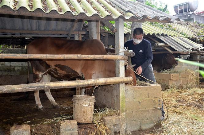 Anh Phạm Văn Quý ở xã Thạch Lập, huyện Ngọc Lặc (Thanh Hóa) đã thoát nghèo nhờ được Nhà nước hỗ trợ con giống. Ảnh: Nguyễn Nam - TTXVN Miền núi Thanh Hóa vươn tới xóa nghèo ảnh 1