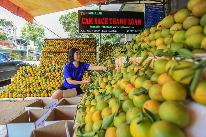 Cam Cao Phong trồng theo tiêu chuẩn VietGAP, chất lượng ngày càng ngon hơn, được người tiêu dùng ưa chuộng. Ảnh: Trọng Đạt - TTXVN Hòa Bình giữ vững thương hiệu cam Cao Phong ảnh 3