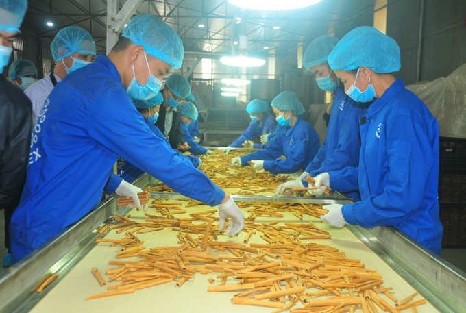 \Sản phẩm quế Văn Yên đã có mặt tại 17 quốc gia, với sản lượng xuất khẩu 6.000 tấn quế khô và 300 tấn tinh dầu quế mỗi năm. Ảnh: Tiến Khánh - TTXVN Nâng cao giá trị và thương hiệu Quế Văn Yên ảnh 1