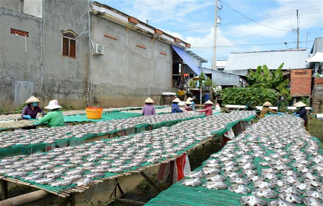 Phơi khô cá lóc tại Cơ sở sản xuất khô Như Hằng tại xã Phú Thọ, huyện Tam Nông, tỉnh Đồng Tháp. Ảnh: Nhựt An - TTXVN Làng cá khô Phú Thọ rộn ràng vụ Tết ảnh 2