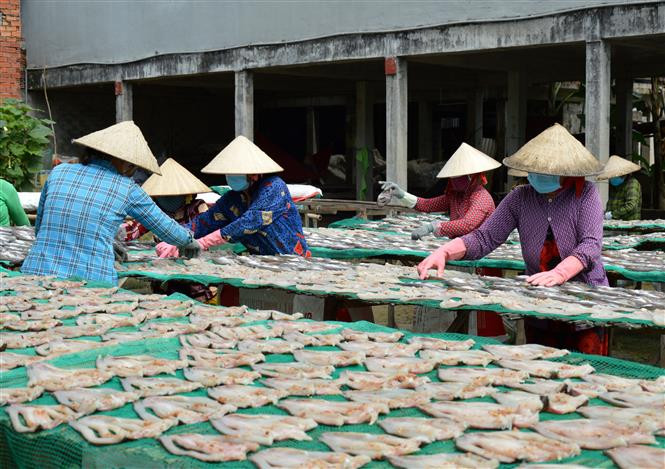 Nhiều hộ sản xuất cá khô ở Làng khô Phú Thọ đang chuẩn bị cho thị trường Tết. Ảnh: Nhựt An - TTXVN Làng cá khô Phú Thọ rộn ràng vụ Tết ảnh 5