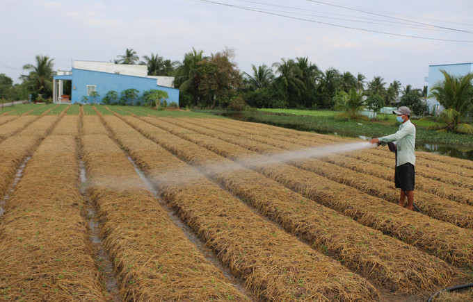 Trồng rau màu giúp người nghèo có thu nhập ổn định, phát triển kinh tế gia đình. Ảnh: Tuấn Kiệt – TTXVN Bạc Liêu có nhiều chương trình, chính sách giúp nâng cao đời sống đồng bào dân tộc Khmer ảnh 2