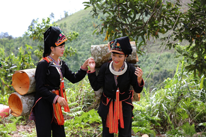 Mùa thu hoạch "vàng xanh" của người Dao huyện Văn Yên (Yên Bái). Ảnh: TTXVN phát Tháo gỡ điểm nghẽn, khơi thông hiệu quả các nguồn lực để phát triển vùng trung du và miền núi Bắc Bộ ảnh 1