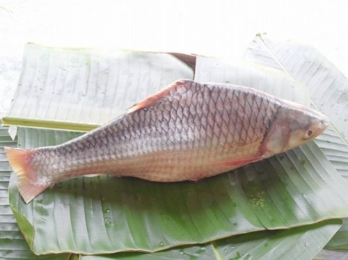 Cá cóc hình thoi kéo dài, trên lưng có kỳ nhọn và bén như răng cưa Thưởng thức cá cóc ở Vĩnh Long ảnh 1